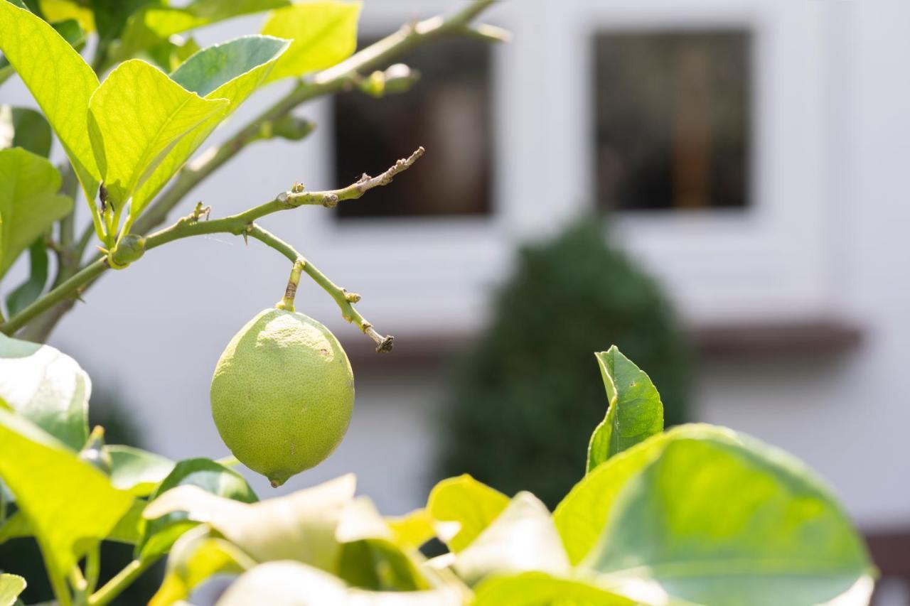 Wein Und Landhaus Kallfels Kröv المظهر الخارجي الصورة